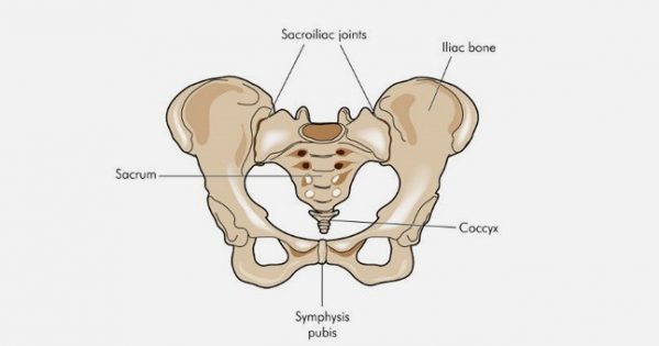 Labelled diagram of the pelvis showing the sacrum, iliac bones, coccyx and pubic symphysis
