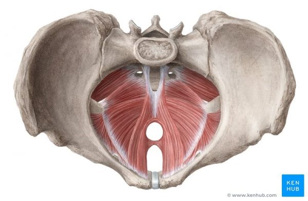 Anatomical illustration of the pelvic floor muscles sitting inside the bony pelvis
