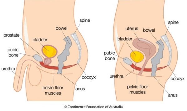 Side-view diagrams of the male and female pelvic floor muscles, bladder, bowel and urethra