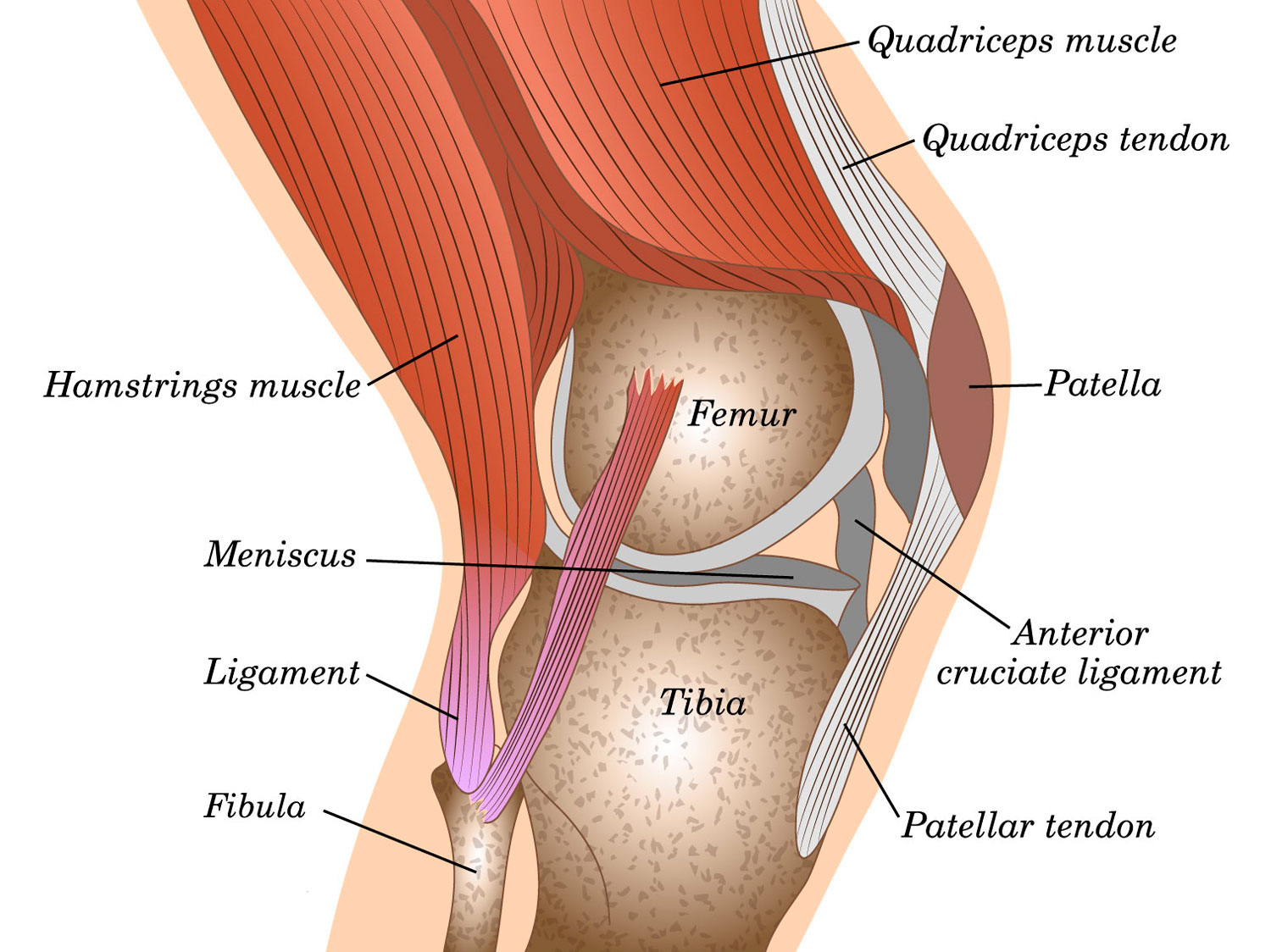 Knee Physiotherapy