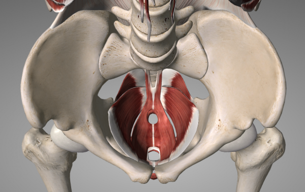3D anatomy render of the pelvic floor muscles sitting inside the bony pelvis