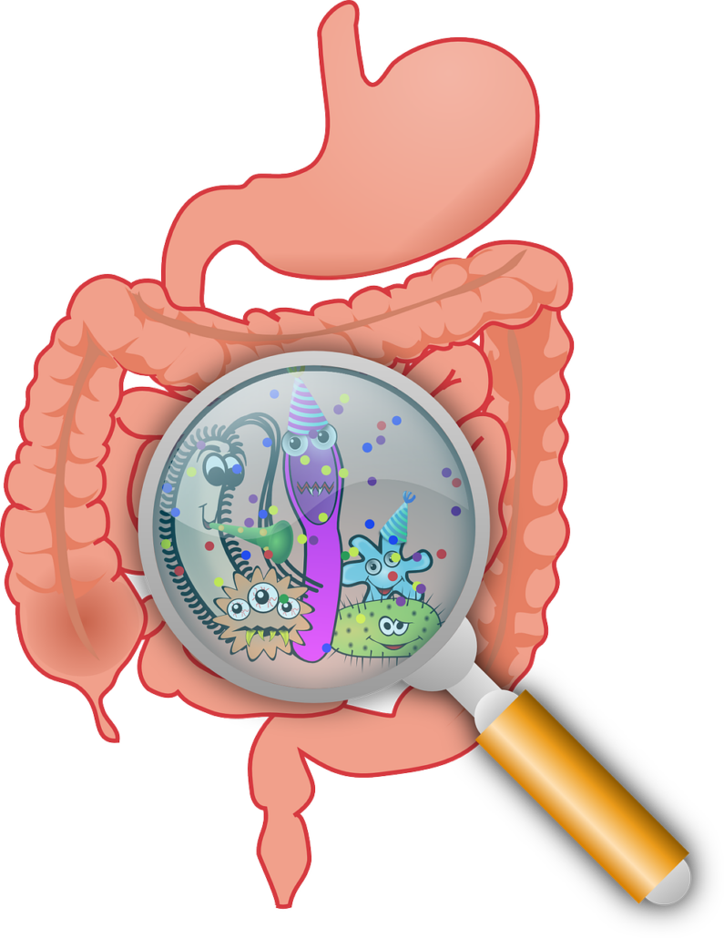 allforone - gut-microbiome-795x1030-1